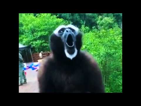 The screaming gibbon