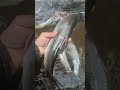mountain local fish 🐠🐠##caching with net#chello village#koloriang kurung kumey Arunachal pardesh