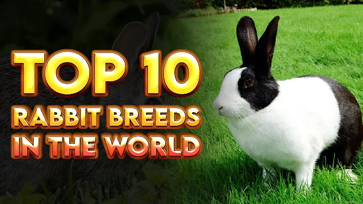 You Won't Believe The Top 10 Rabbit Breeds In The World! | Top 10