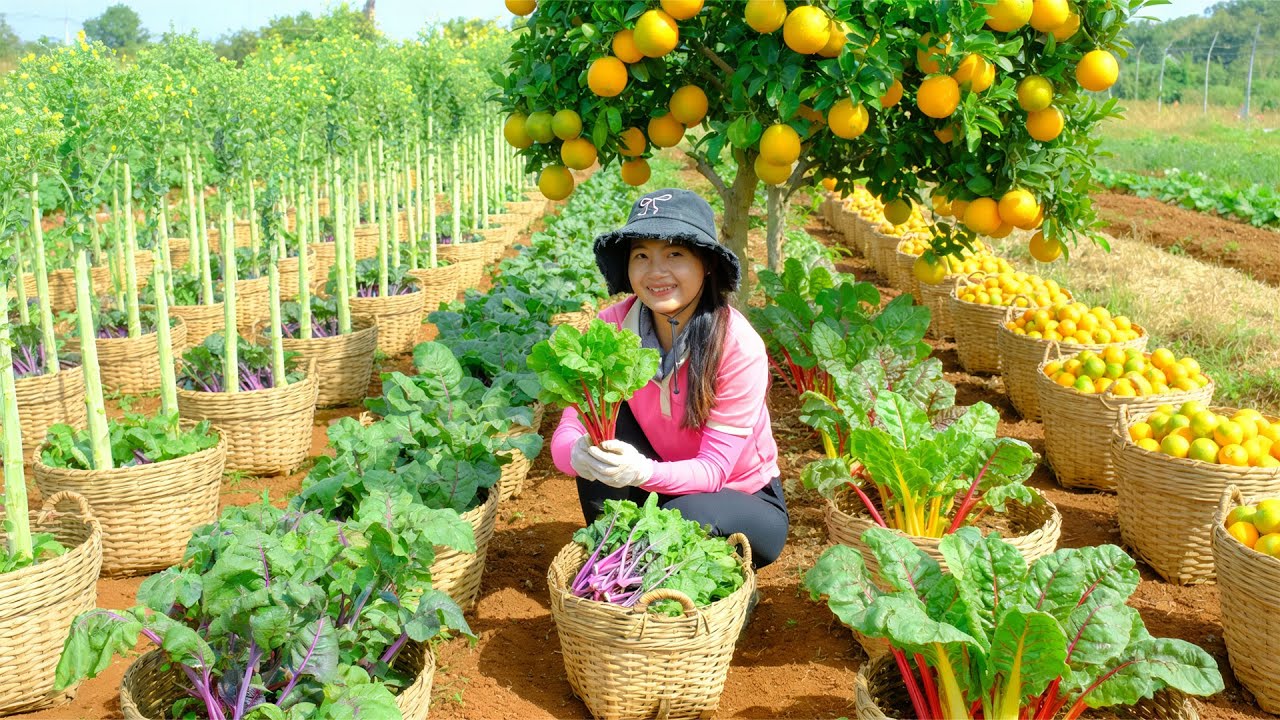 Relax With Harvesting Produce: King Vegetable, Spinach, Oranges, Rainbow Chard, Cassava Leaves...