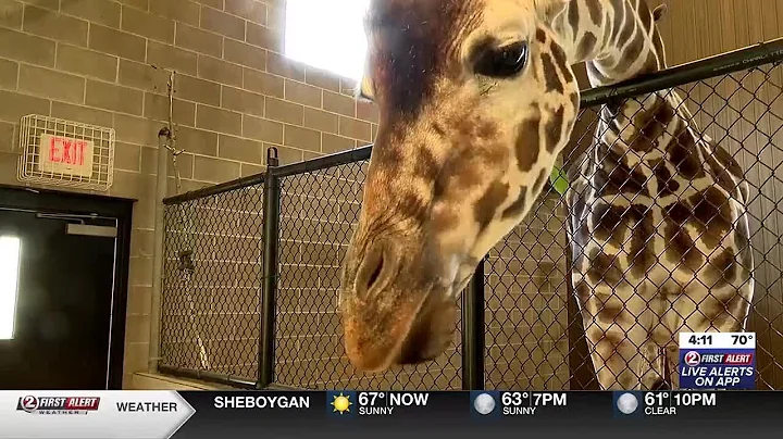 Giraffe ambassadors wanted NEW Zoo & Adventure Park