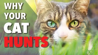 Famous Why Does My Cat Bring Me Dead Things? Profile