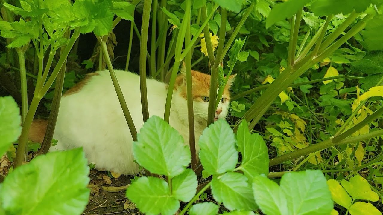 12 cats in the Undergrowth - Blind Cats Navigating Naturally