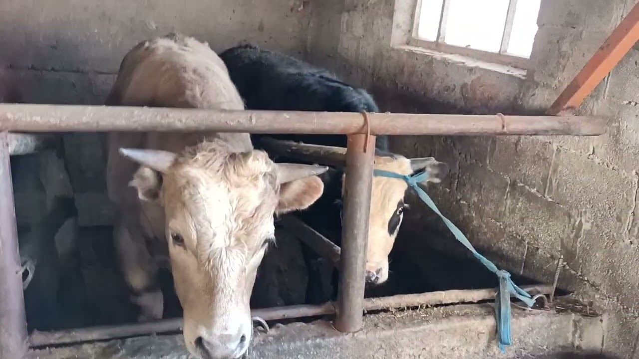 Сарай для быков
