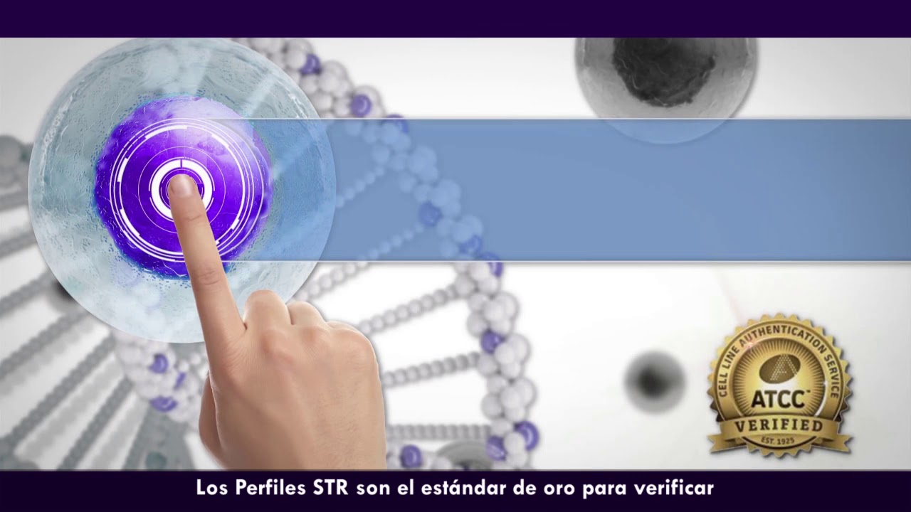 ATCC STR Cell Authentication Profiling en espanol - YouTube