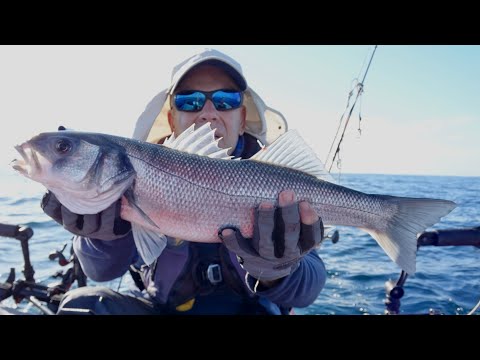 Fishing Sea Bass on Lures - December 2021