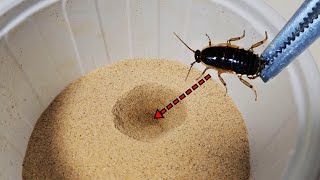 Let's put a Cockroach in an antlion death trap. Will antlion larvae hunt cockroaches?