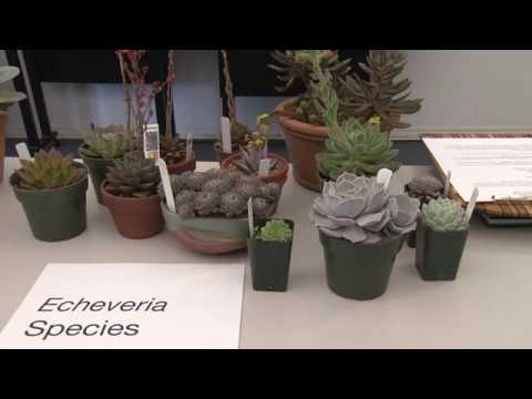 Echeverias By Carrie Waterman Cactus And Succulent Society Of Ma Youtube