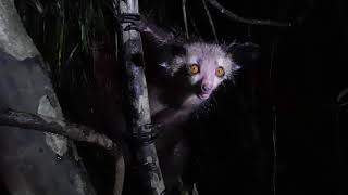 An encounter with an Aye Aye (Daubentonia madagascariensis)