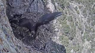 Detecta CONANP nuevo territorio de anidación de águila real en México
