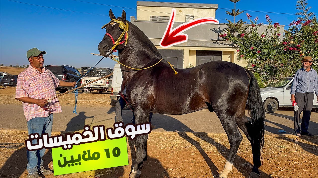 🚨حصان 🐴ادهم بدون اوراق اللهم بارك راس سوق الخميسات تعطات فيه اكتر من 10 ملايين 😱✅
