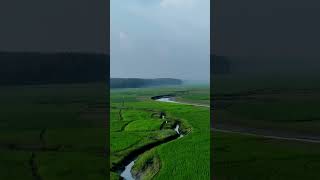 চোখ জুড়ানো সবুজ মাঠের দৃশ্য। Drone reveals the art of agricultural design #landscape #drone