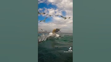 Sea Bird My First video #youtubeshorts #youtube #seabirds