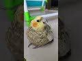Queenie Crashes out🤣🤣... #ytshorts #shorts #birds