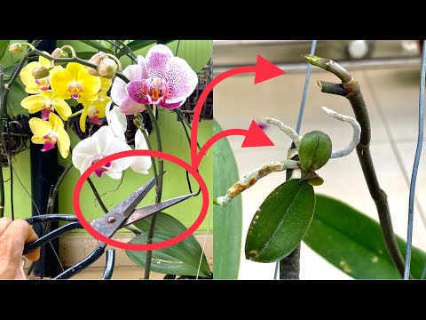 Video: Púčiky spiacich orchideí: metódy prebúdzania
