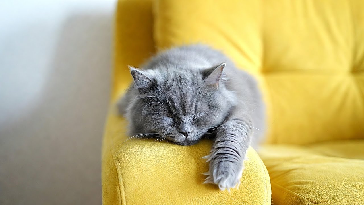 LIVE Calm Sleeping Kitten for Better Rest 🌙 | Season 8