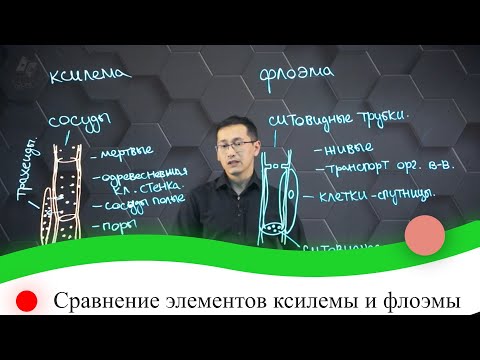 Сравнение элементов ксилемы и флоэмы. 7 класс.