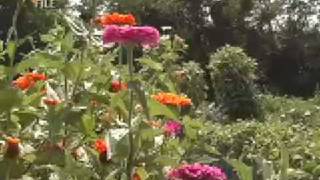 Park District Meeting on the Garden Plots