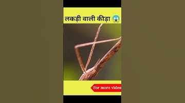Omg 😱 लकड़ी वाली कीड़ा #shorts