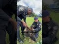 Os cães da GCM especialistas em detectar restos mortais e cemitérios clandestinos
