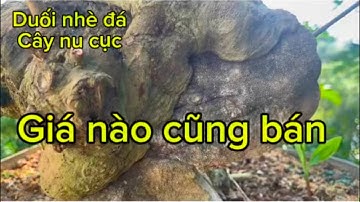 Cụ duối nhè đá đẹp mê hồn : cây Lộc vừng nu cục có 102 lh :0989253016