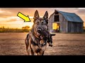 Desperate German Shepherd Mother Brings Her Dying Puppy to a Woman What Happens Next is Unbelievable
