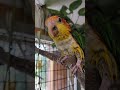 Bath & Breakfast with Stella the Caique