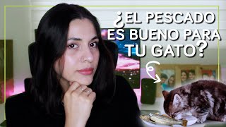 Este es el MEJOR alimento para tu gato | Selena Mendivil