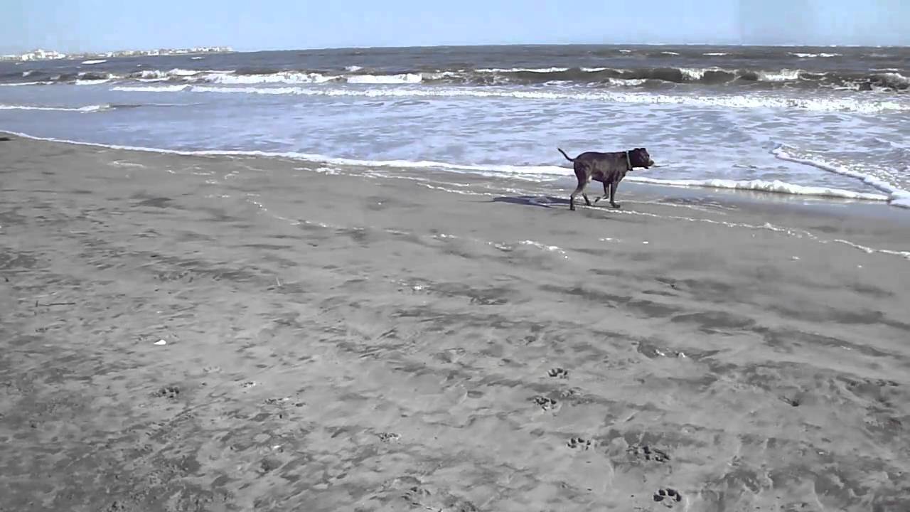 ocean city nj longport dog beach youtube