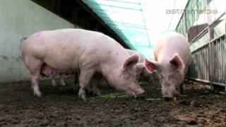 Marcel Roth, Hünenberg; Erfolgreiche Schweinezucht: Commercials / Promotional: SCHWEIZ: by ...