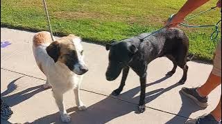 Chula A2044510 and Phillue A2043602 temp test