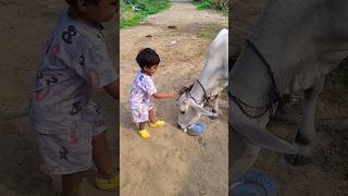Unlikely Friends A Calf And A Den Retriever Share Biscuits