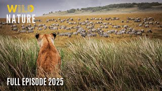 Maasai Mara Africas Deadliest Hunters Wildlife Doentary