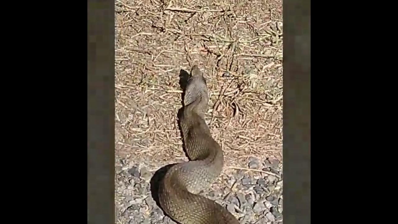 Snakes. Puff Adder aka Hognose YouTube