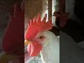 🦟 Machhar Ne Chozo Ki Kalgi Kharab Kar Di #poultrytips #chicken #viralvideo #birds #eggproduction