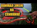 Поймал змею(гадюку) на спиннинг. Рыбалка на блесну вертушку.