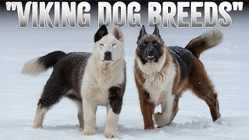 The 10 Mysterious Nordic Dog Breeds