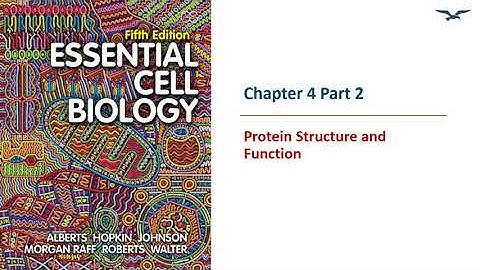 (BC PCB 3023) Chapter 4 Protein Structure and Function Part 2
