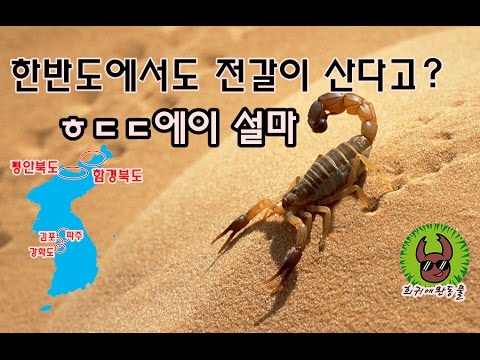 충격) 한국에서도 전갈이 살았다고? 북한에는 아직도? 충격 실화냐??