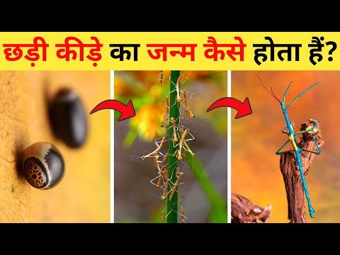वीडियो: छड़ी के कीड़े क्या खाते हैं?