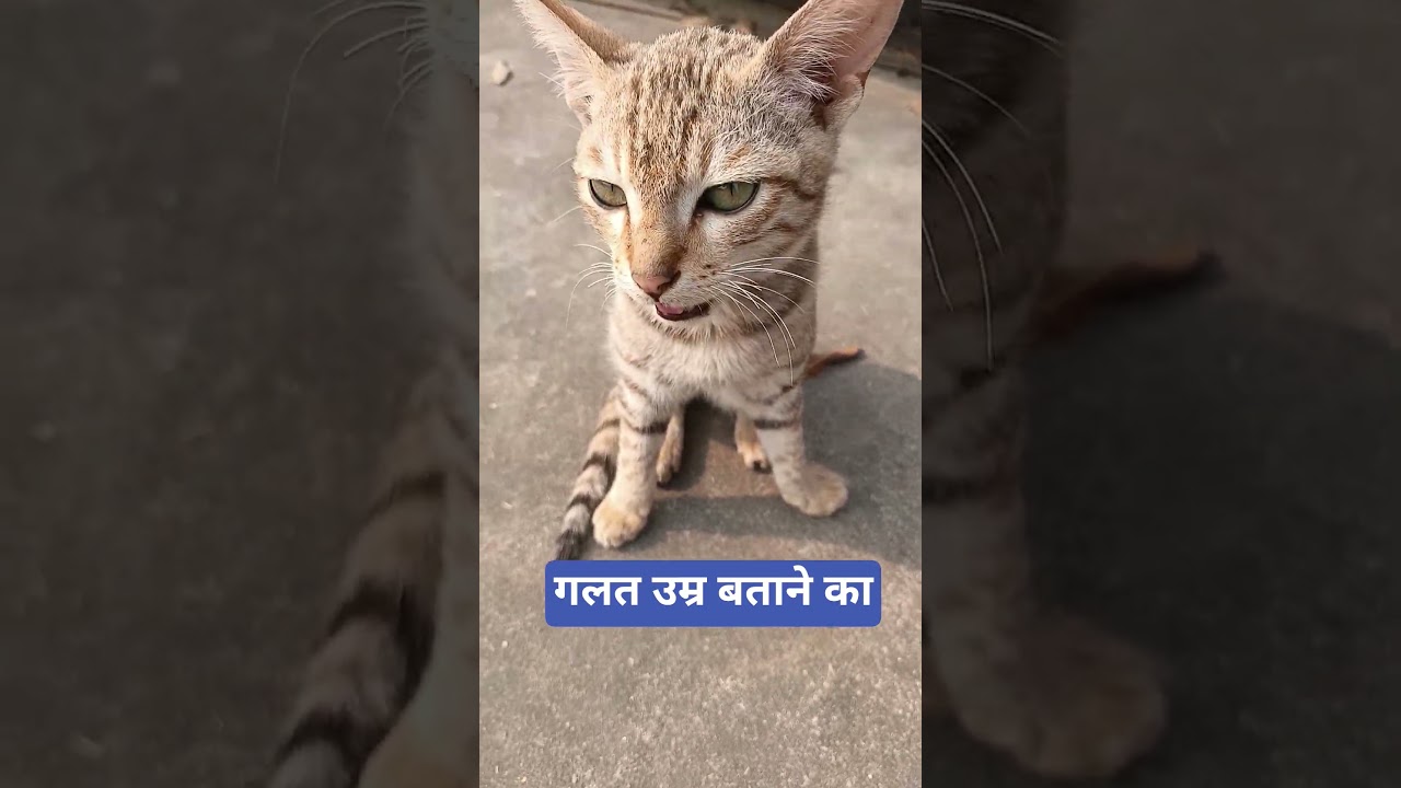 New comedy shorts😭🤣 