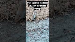 What Squirrels Can Teach Us About Winter Food Storage? #winter #squirrel #food #trendingshorts #ig What Squirrels Can Teach Us About Winter Food Storage? #winter #squirrel #food #trendingshorts #ig