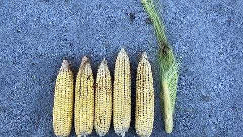 Corn and Soybeans Post Cover Crops