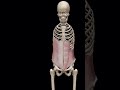 #anatomy