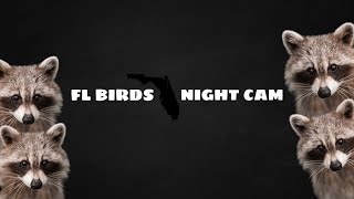 Details LIVE 🌙 FLORIDA Night Cam ☁️ Tuesday Raccoons, Opossums, Nature #livecamera #live #wildlife News