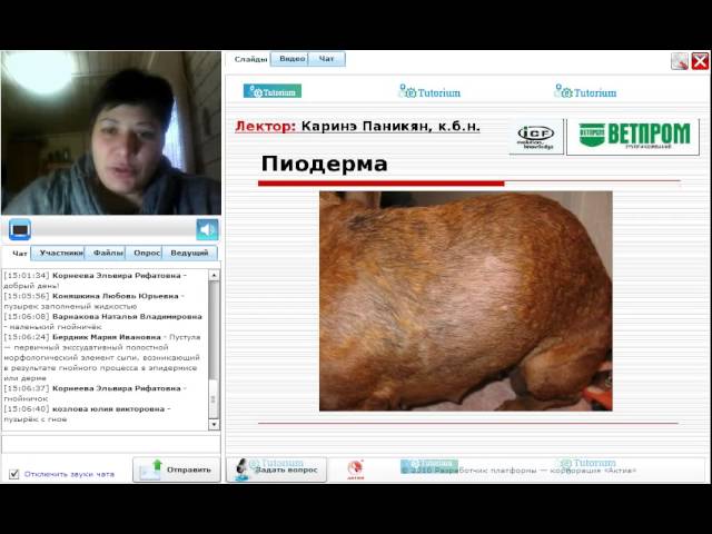 Вебинар от компании "Ветпром": «Пиодермау собак: причины, диагностика, лечение»