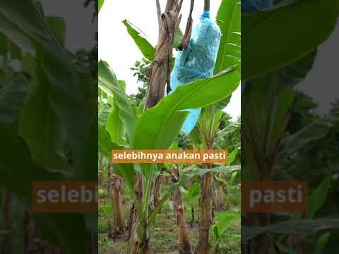 Video: Adakah anda perlu mencuci pisang sebelum dikupas?