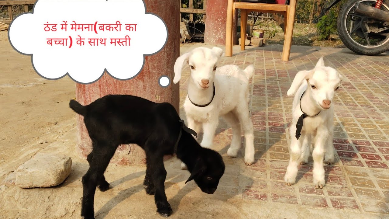 ठंड में मेमना(बकरी का बच्चा) के साथ मस्ती