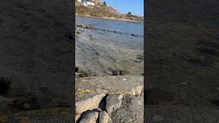 Walking on seaside🍀Sunshine☀️ #nature #sweden #walking
