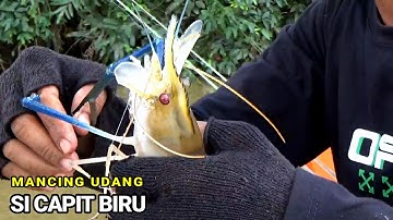 mancing udang umpan cacing tanah, pantang pulang meskipun di guyur hujan